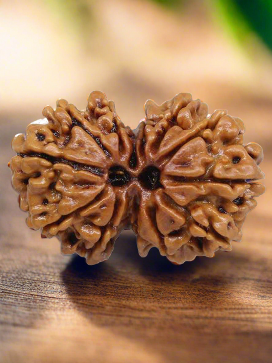 Gauri Shankar Nepali Rudraksha with Lab Certificate