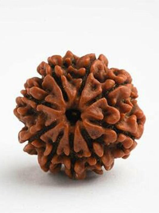 9 Mukhi Single Nepali Rudraksha With Lab tested Certificate
