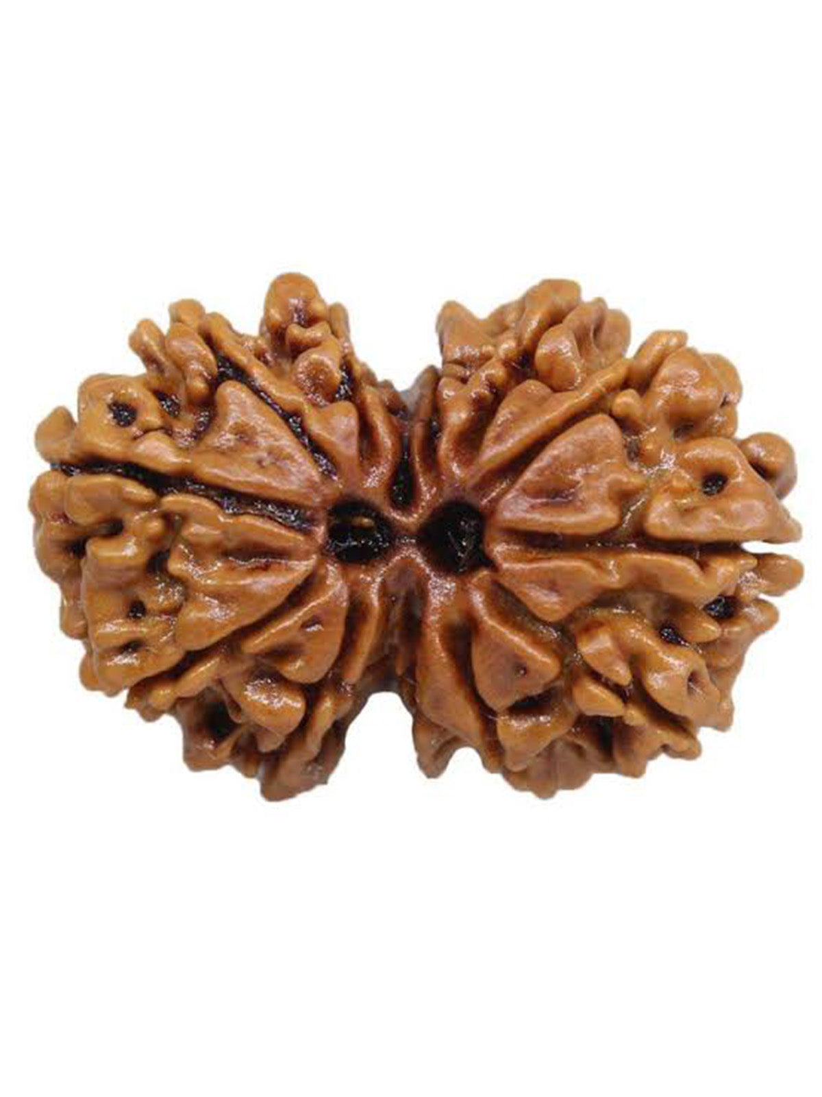 Gauri Shankar Nepali Rudraksha with Lab Certificate