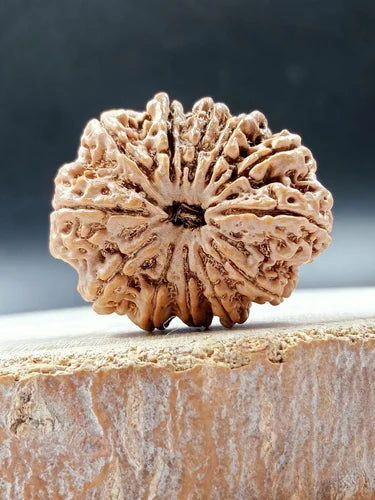12 Mukhi Single Nepali Rudraksha With Lab tested Certificate