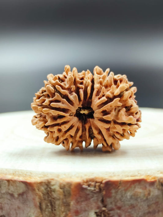 14 Mukhi Single Nepali Rudraksha With Lab tested Certificate