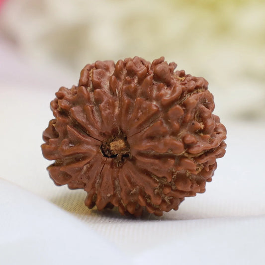 11 Mukhi Single Nepali Rudraksha With Lab tested Certificate