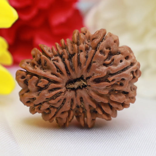 13 Mukhi Single Nepali Rudraksha With Lab tested Certificate