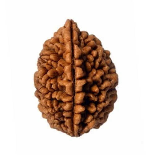 2 Mukhi Single Nepali Rudraksha With Lab tested Certificate