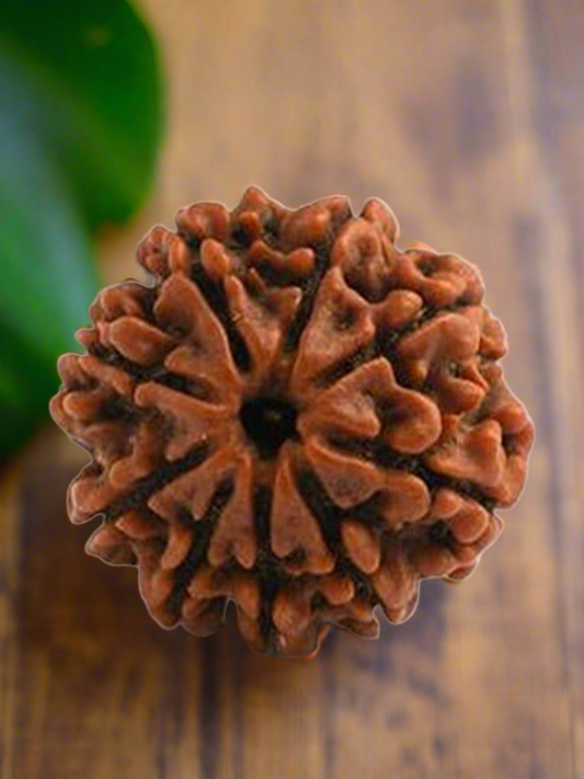Original Single 9 Mukhi Nepali Rudraksha With Lab Certificate