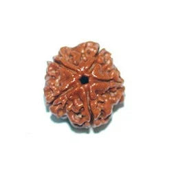 5 Mukhi Single Nepali Rudraksha With Lab tested Certificate 2 QTY