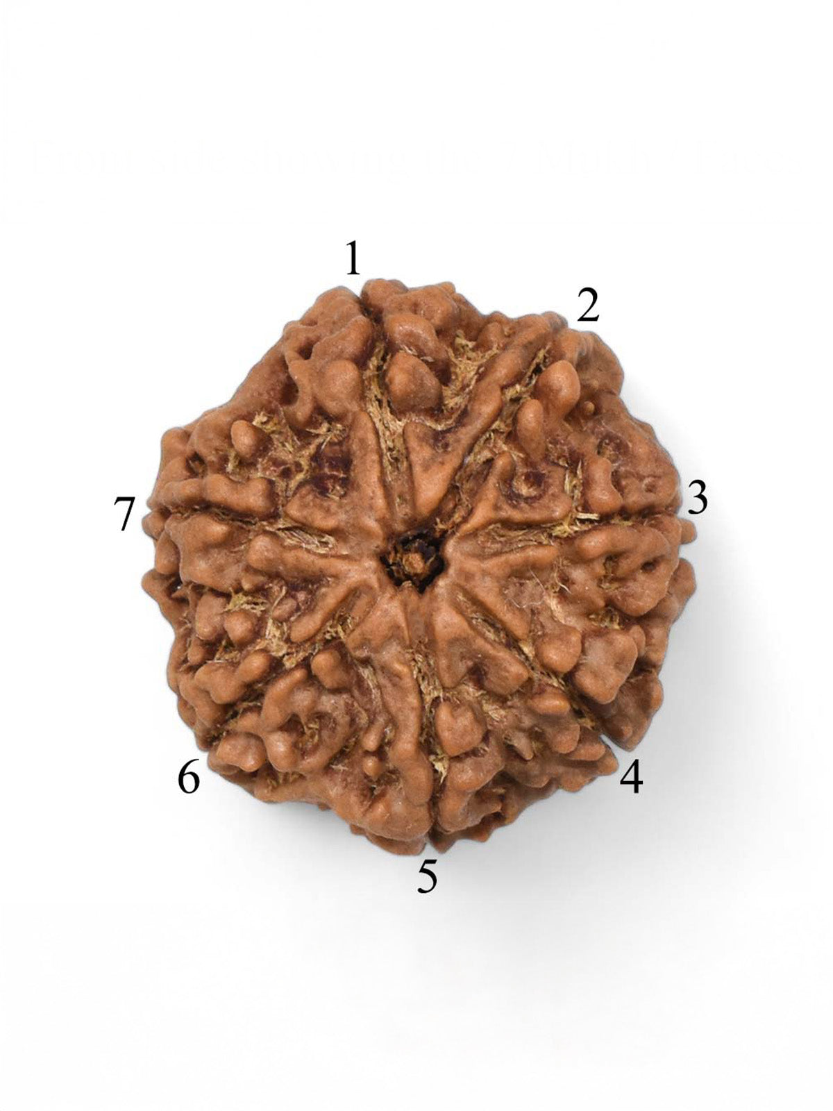 Single 7 Mukhi Nepali Rudraksha With Lab Certificate