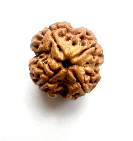 6 Mukhi Single Nepali Rudraksha With Lab tested Certificate