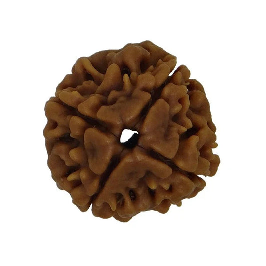 4 Mukhi Single Nepali Rudraksha With Lab tested Certificate