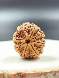 8 Mukhi Single Nepali Rudraksha With Lab tested Certificate