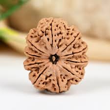10 Mukhi Single Nepali Rudraksha With Lab tested Certificate