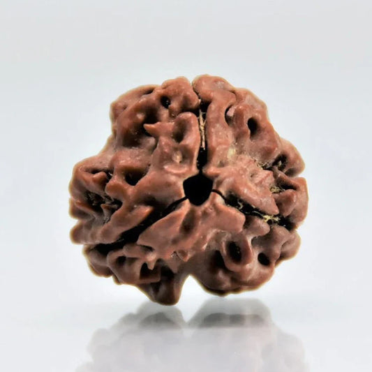 3 Mukhi Single Nepali Rudraksha With Lab tested Certificate